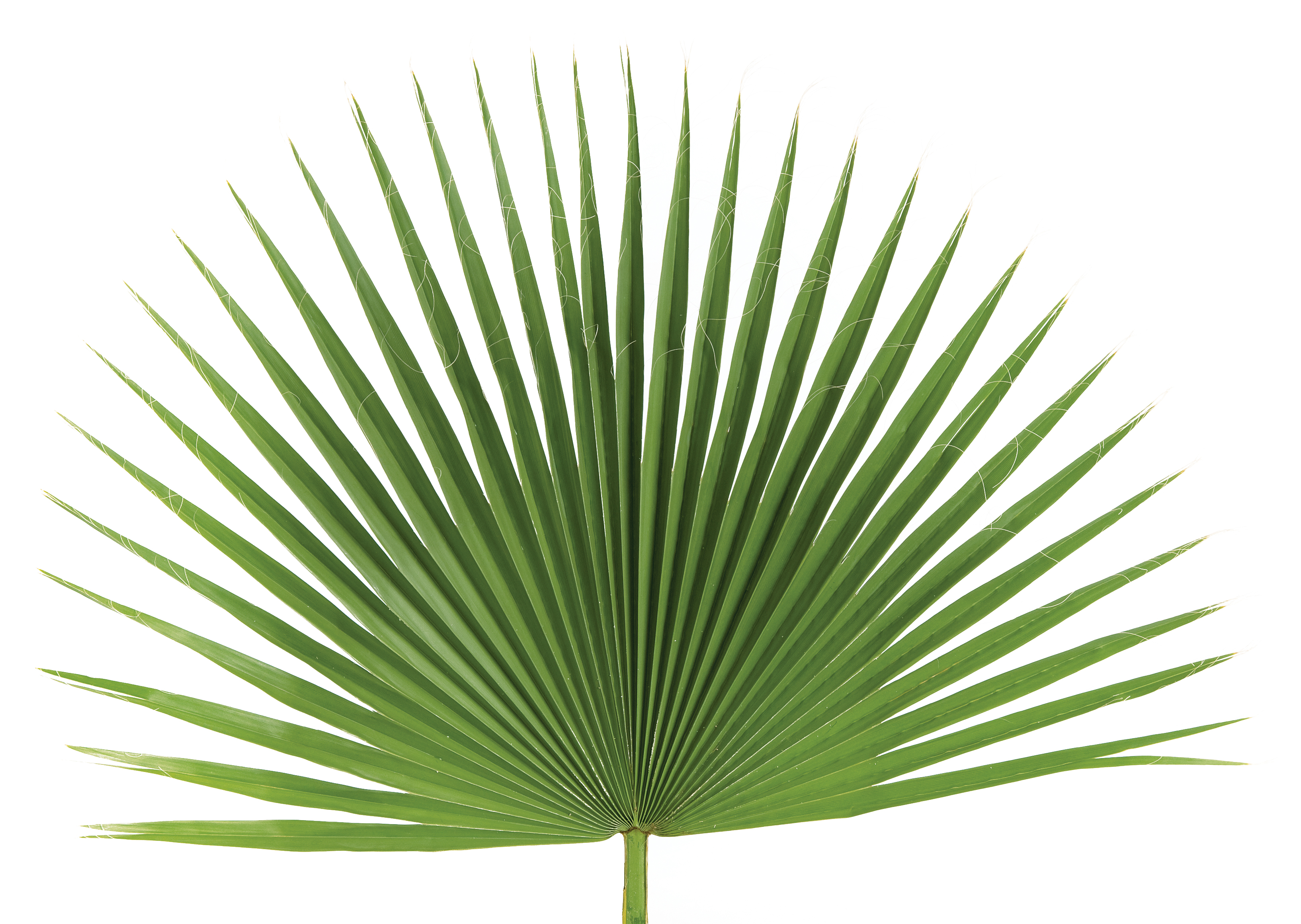 Fan Palm Decoration pack of 4