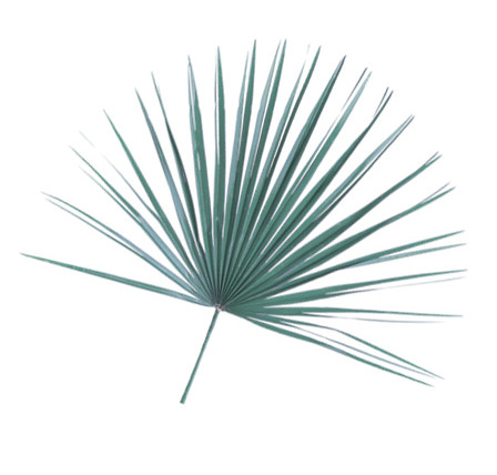 Mediterranean Fan Palm Decoration pack of 8